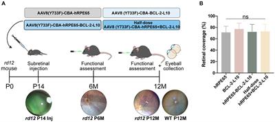 Unlocking therapeutic potential: dual gene therapy for ameliorating the disease phenotypes in a mouse model of RPE65 Leber congenital amaurosis